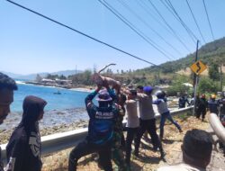 Pohon Tumbang Tutup Jalan Trans Sulawesi, Polairud Polda Gorontalo Segera Buka Kembali Akses